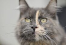 El ESTRÉS de los gatos