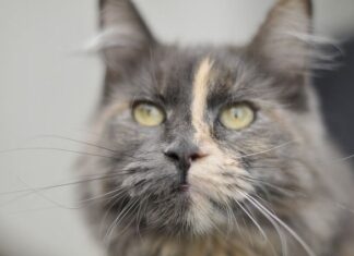 El ESTRÉS de los gatos