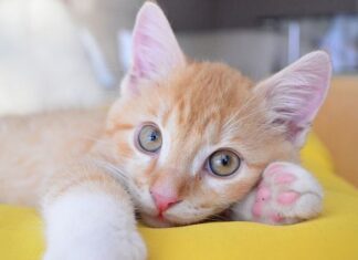 Cómo se cuidan los gatitos huérfanos (parte 2)