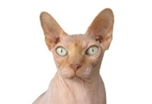 DIABETES en los gatos