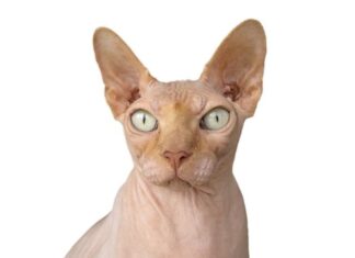 DIABETES en los gatos