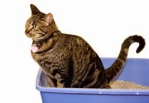 Mi Gato tiene Diarrea ¿Qué hago?