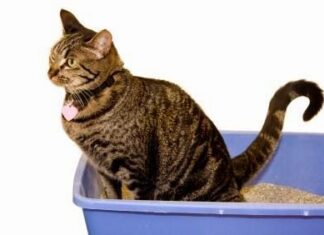 Mi Gato tiene Diarrea ¿Qué hago?