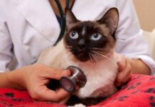 Motivos de la Diarrea en los Gatos