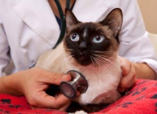 Motivos de la Diarrea en los Gatos