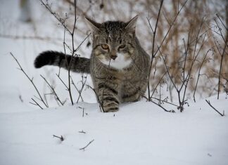 El parto de una GATA- Señales