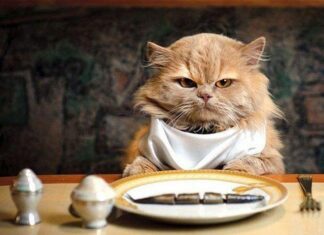 Alimentación mala para nuestros gatos