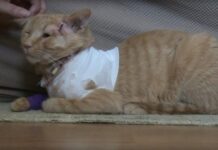 Opi salva a un bebé de una bala