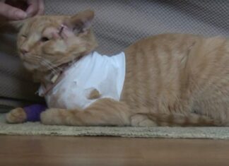 Opi salva a un bebé de una bala