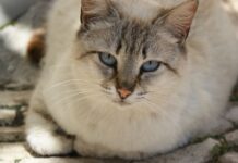 Cómo saber si tu gato envejecio