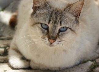 Cómo saber si tu gato envejecio