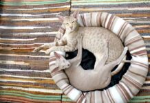 Llega un segundo gato, que tener en cuenta