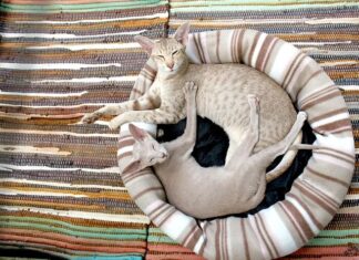 Llega un segundo gato, que tener en cuenta