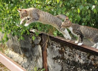 ¿Debo buscar un Acompañante para mi Gato?