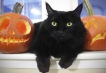 Gatos Negros y Halloween