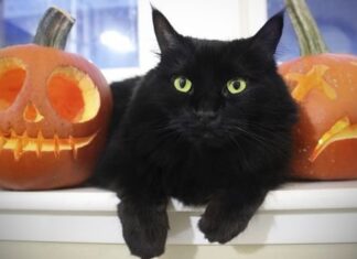 Gatos Negros y Halloween