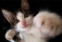 Videos de gatitos divertidos