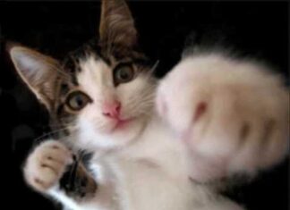 Videos de gatitos divertidos