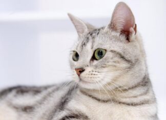 Qué tener en cuenta en la sordera de los gatos