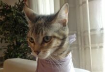 Cuidar un gato Recién Operado