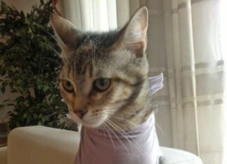 Cuidar un gato Recién Operado