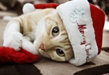 Cuidar a tu gatito en navidad