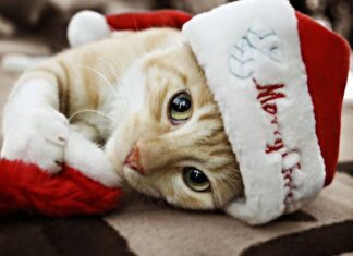 Cuidar a tu gatito en navidad