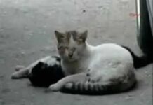 Gatos que Salvan Vidas