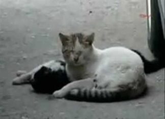 Gatos que Salvan Vidas