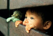 NO Regales Gatos esta Navidad