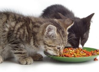 Recomendaciones Básicas sobre Comida Saludable para Gatos Necesidades Nutricionales en la Comida para Gatos