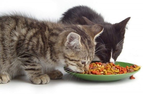 Necesidades Nutricionales en la Comida para Gatos