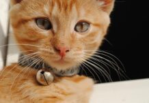 Por qué no deben tener cascabel tus GATOS