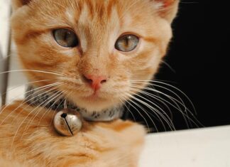 Por qué no deben tener cascabel tus GATOS