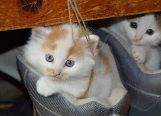 Qué es El Estrés Felino Qué es El Estrés Felino