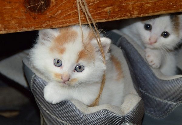 Qué es El Estrés Felino