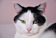 Beneficios de Tener un Gato en Casa Beneficios de Tener un Gato en Casa