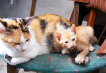 ¿Quién Cuida del Gato en Vacaciones? ¿Quién Cuida del Gato en Vacaciones?