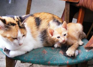 ¿Quién Cuida del Gato en Vacaciones? ¿Quién Cuida del Gato en Vacaciones?