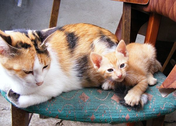¿Quién Cuida del Gato en Vacaciones?