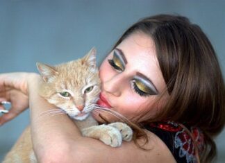 Cómo Elegir el Nombre de tu Gato Cómo Elegir el Nombre de tu Gato