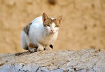 Cinco Emociones que Produce Tener un Gato Cinco Emociones que Produce Tener un Gato