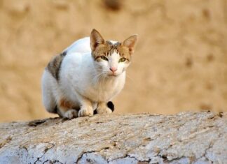 Cinco Emociones que Produce Tener un Gato Cinco Emociones que Produce Tener un Gato