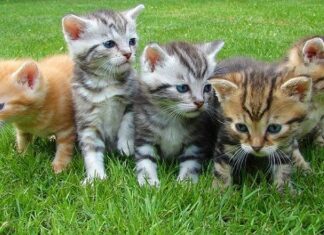 Video de Bebé Jugando con el Gato Video de Bebé Jugando con el Gato