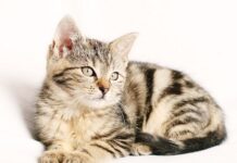 Cómo Elegir a Tu Gato Cómo Elegir a Tu Gato