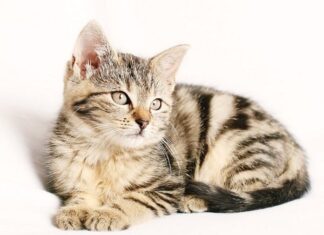 Cómo Elegir a Tu Gato Cómo Elegir a Tu Gato