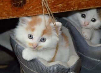 Cómo Elegir Guarderías para Gatos Cómo Elegir Guarderías para Gatos