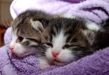 Síntomas de Que tu Gato está Aburrido Síntomas de Que tu Gato está Aburrido