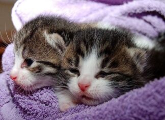 Síntomas de Que tu Gato está Aburrido Síntomas de Que tu Gato está Aburrido