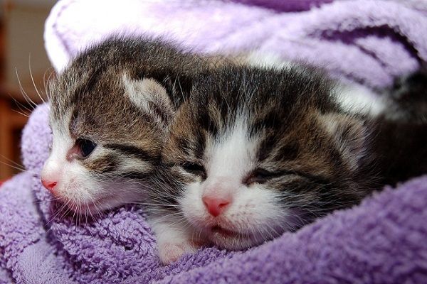 Síntomas de Que tu Gato está Aburrido